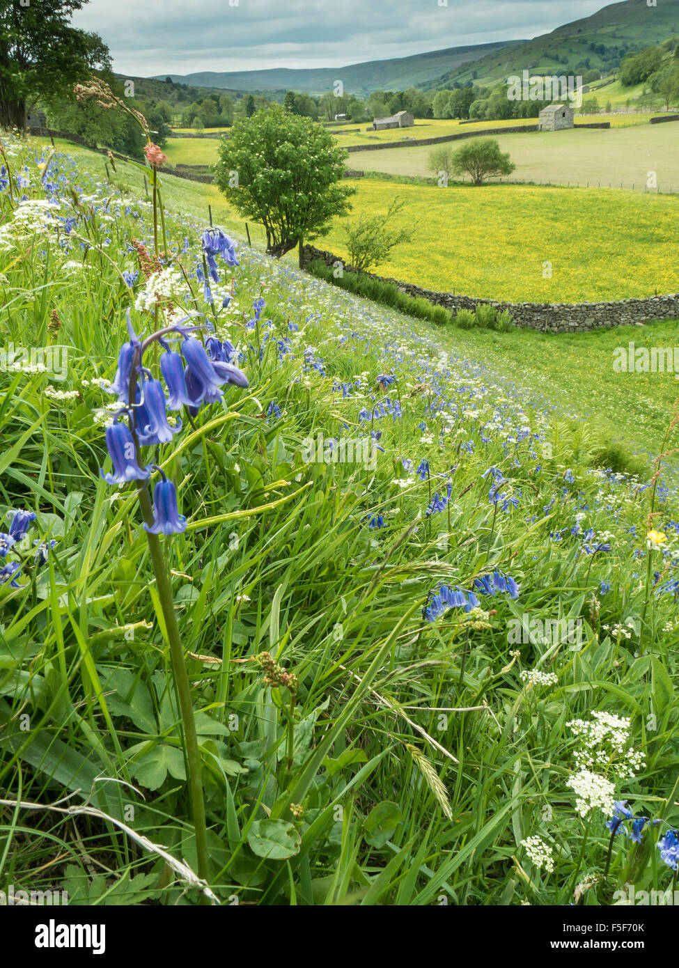 Wild Flower Meadow à Muker, Swaledale Yorkshire Dales National Park Banque D'Images