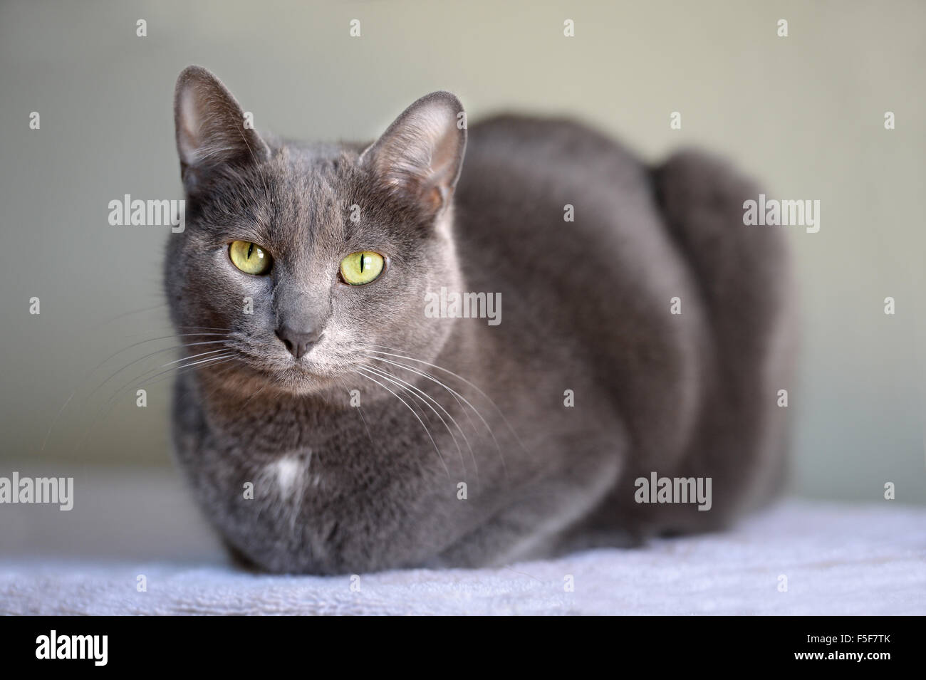 Korat domestique chat posant à la recherche dans l'appareil photo Banque D'Images