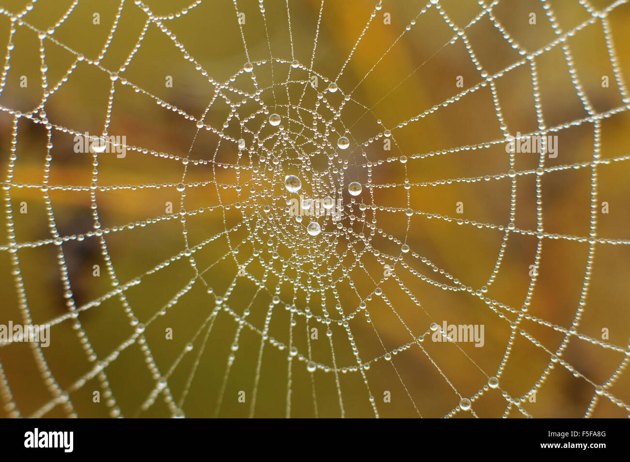 Spider web avec la rosée du matin Banque D'Images