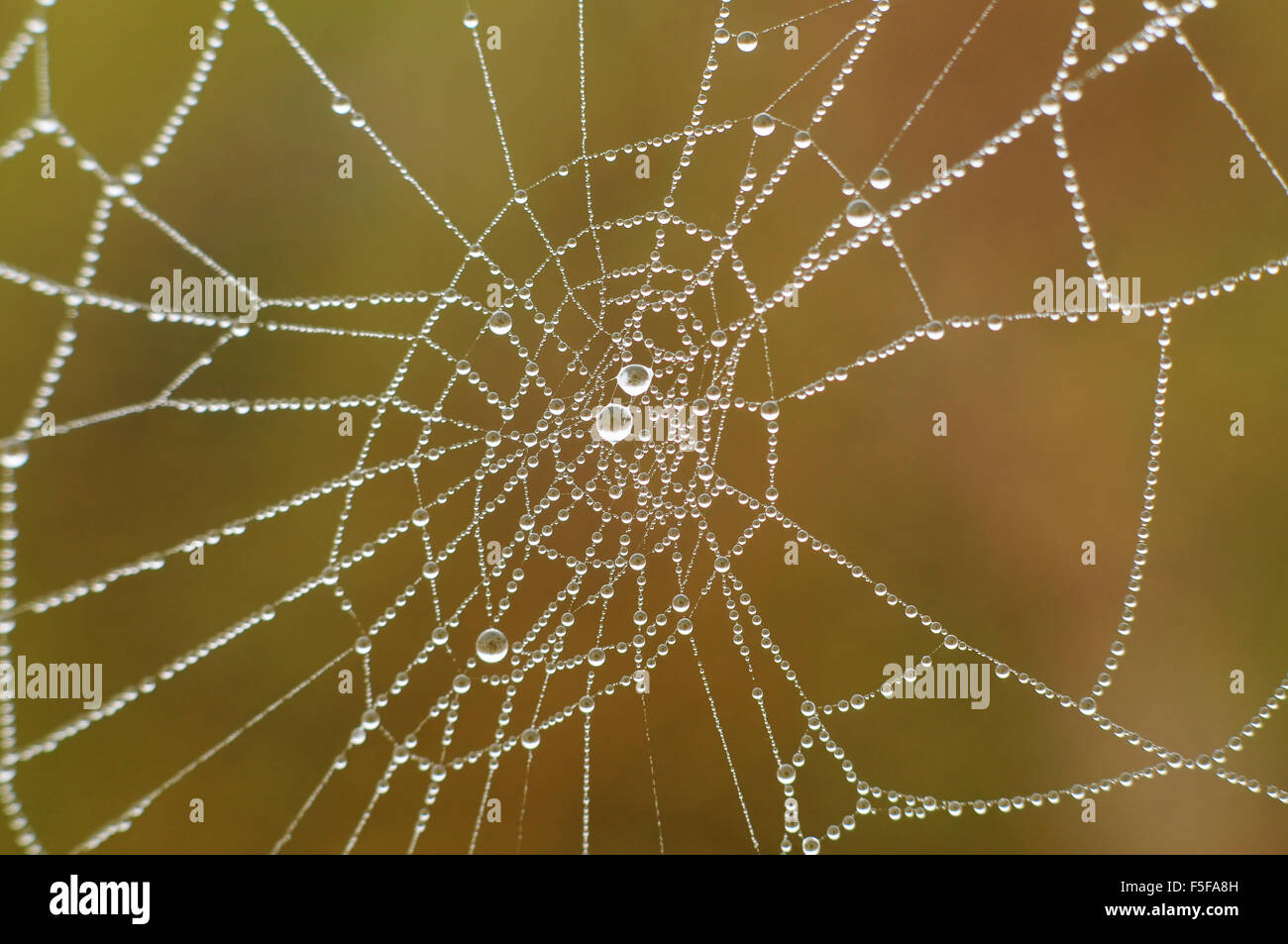Spider web avec la rosée du matin Banque D'Images