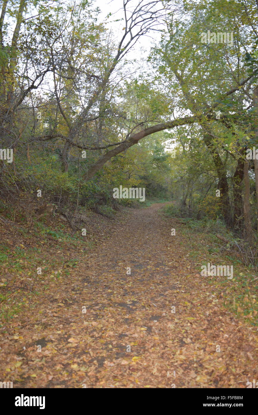 Une promenade dans les bois Banque D'Images