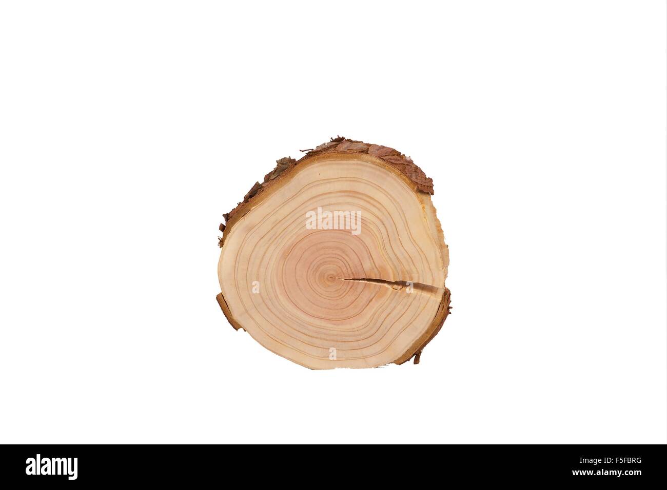Vue en coupe détaillée de l'arbre (fond blanc) Banque D'Images