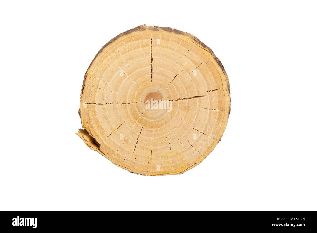 Vue en coupe détaillée de l'arbre (fond blanc) Banque D'Images