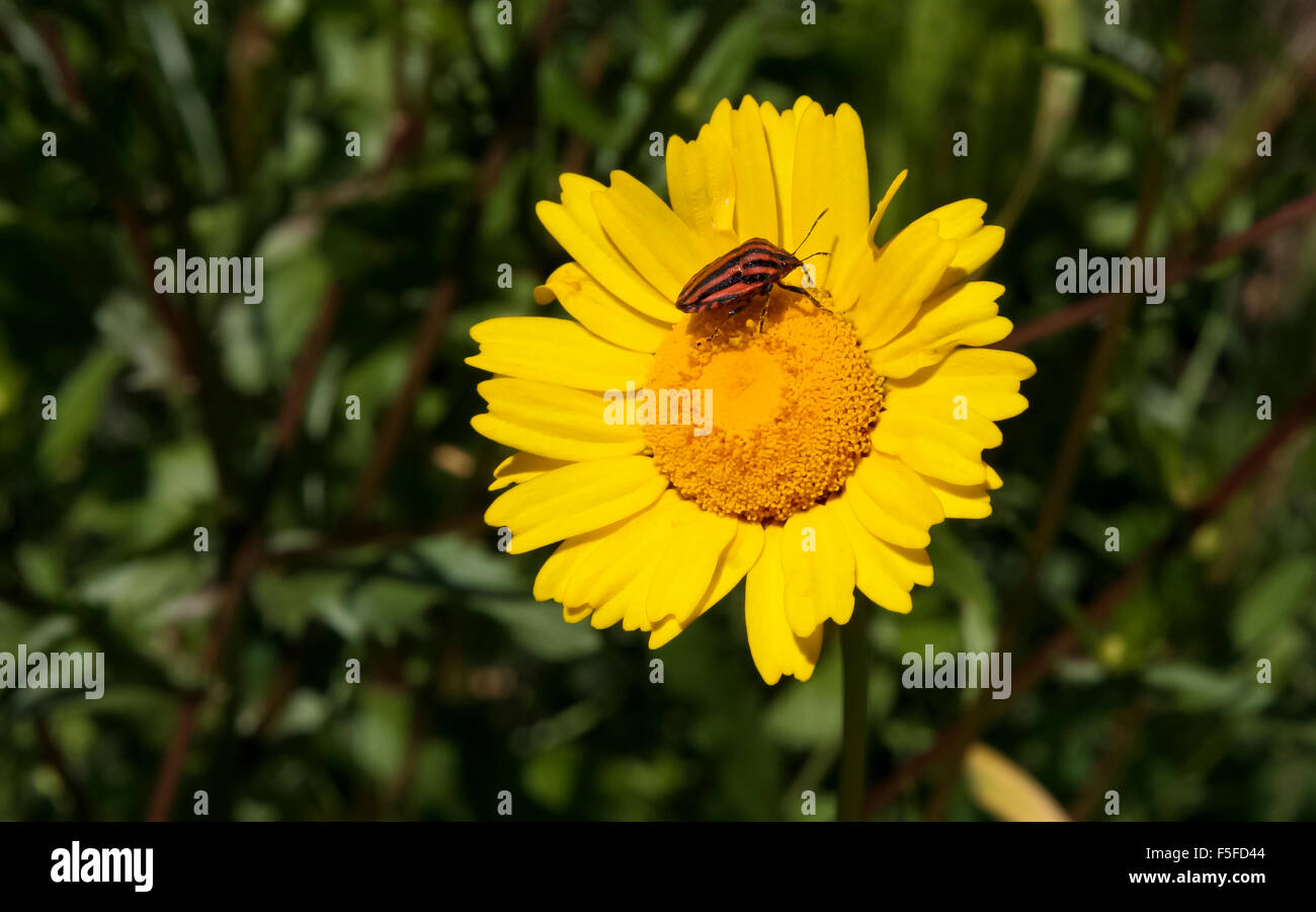 Striped-Bug ou Minstrel italien Graphosoma lineatum Bug, plus de fleur jaune Banque D'Images