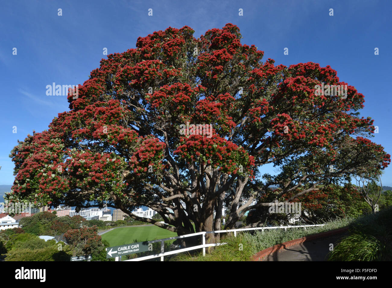 Arbre Pohutukawa Arbre de Noël ou de la NouvelleZélande, Metrosideros excelsa, floraison