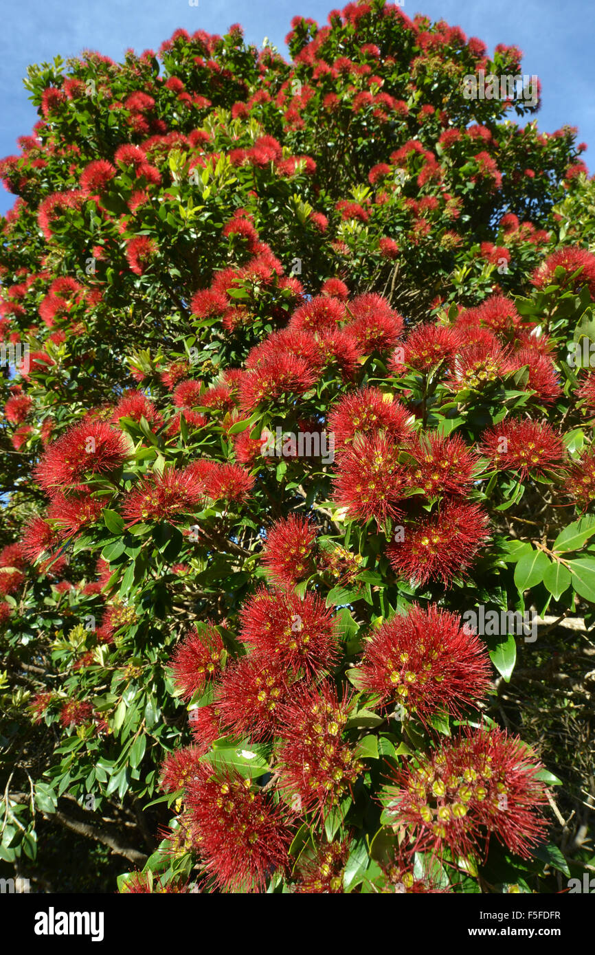 Arbre Pohutukawa Arbre de Noël ou de la Nouvelle-Zélande, Metrosideros excelsa, floraison, endémique, le Jardin botanique de Wellington, Nouvelle-Zélande Banque D'Images