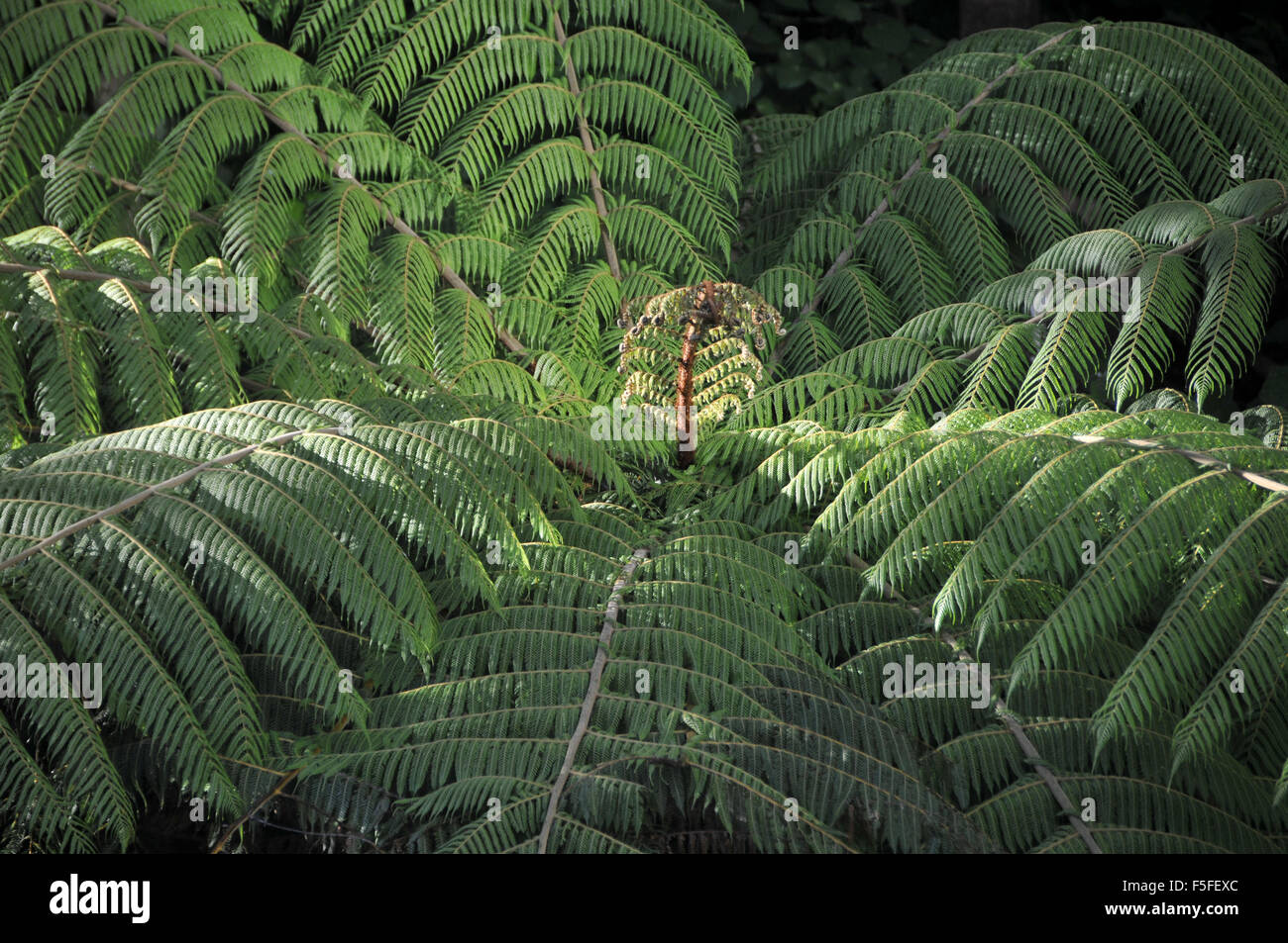 Fougère arborescente, Cyathea sp., Wellington, Île du Nord, Nouvelle-Zélande Banque D'Images