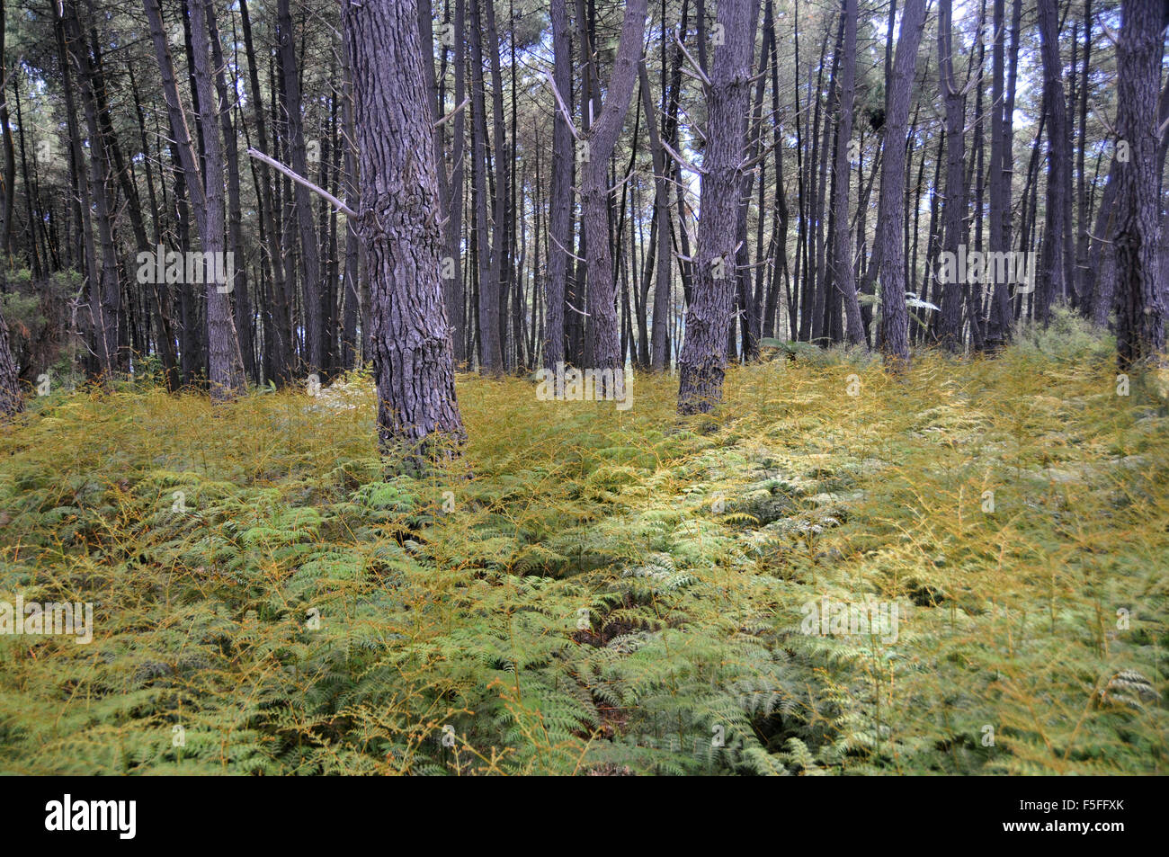 Forêt de pins et de fougères, Waiotapu Thermal Wonderland, Rotorua, île du Nord, Nouvelle-Zélande Banque D'Images