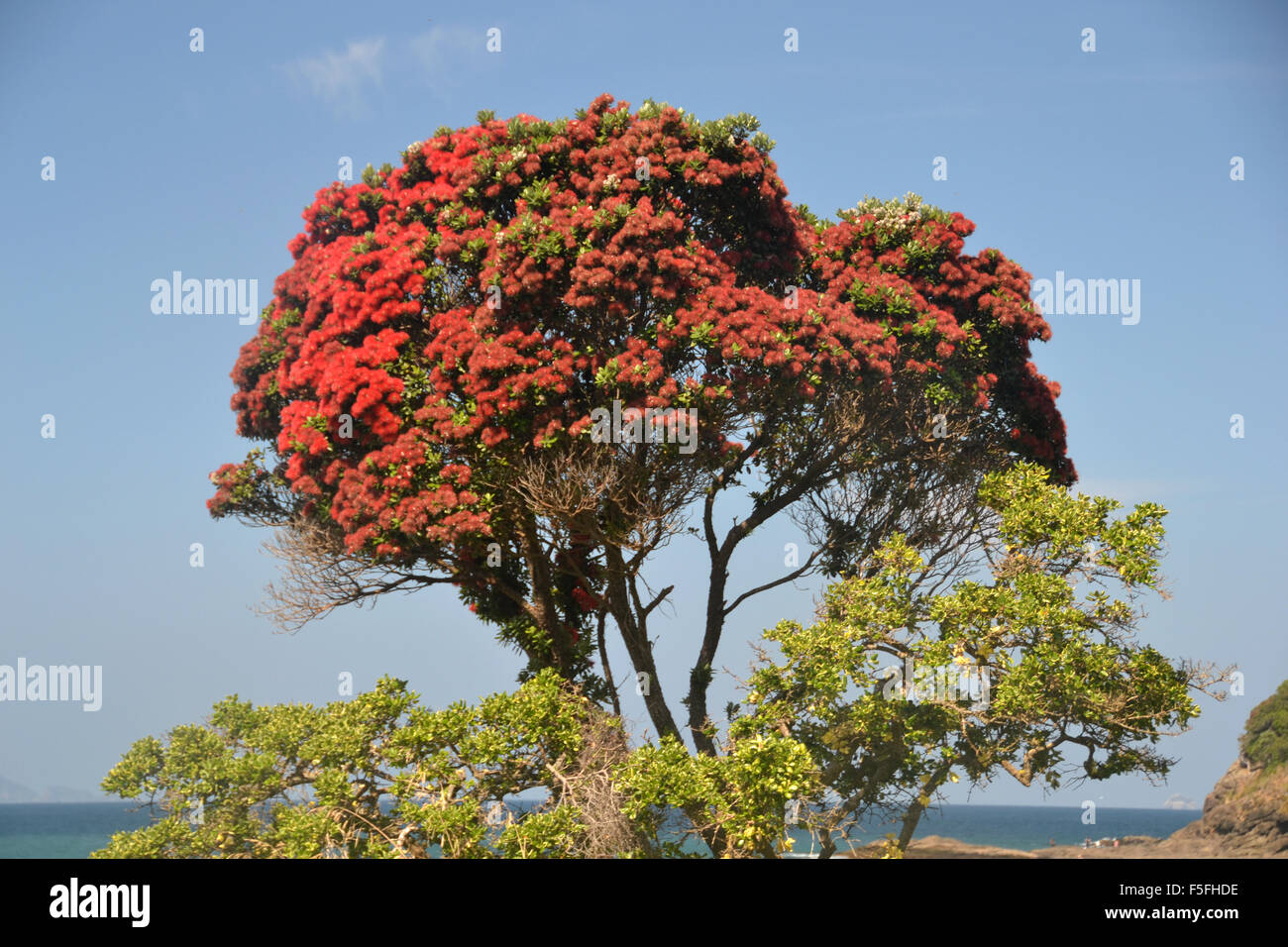 Metrosideros excelsa Banque de photographies et d’images à haute