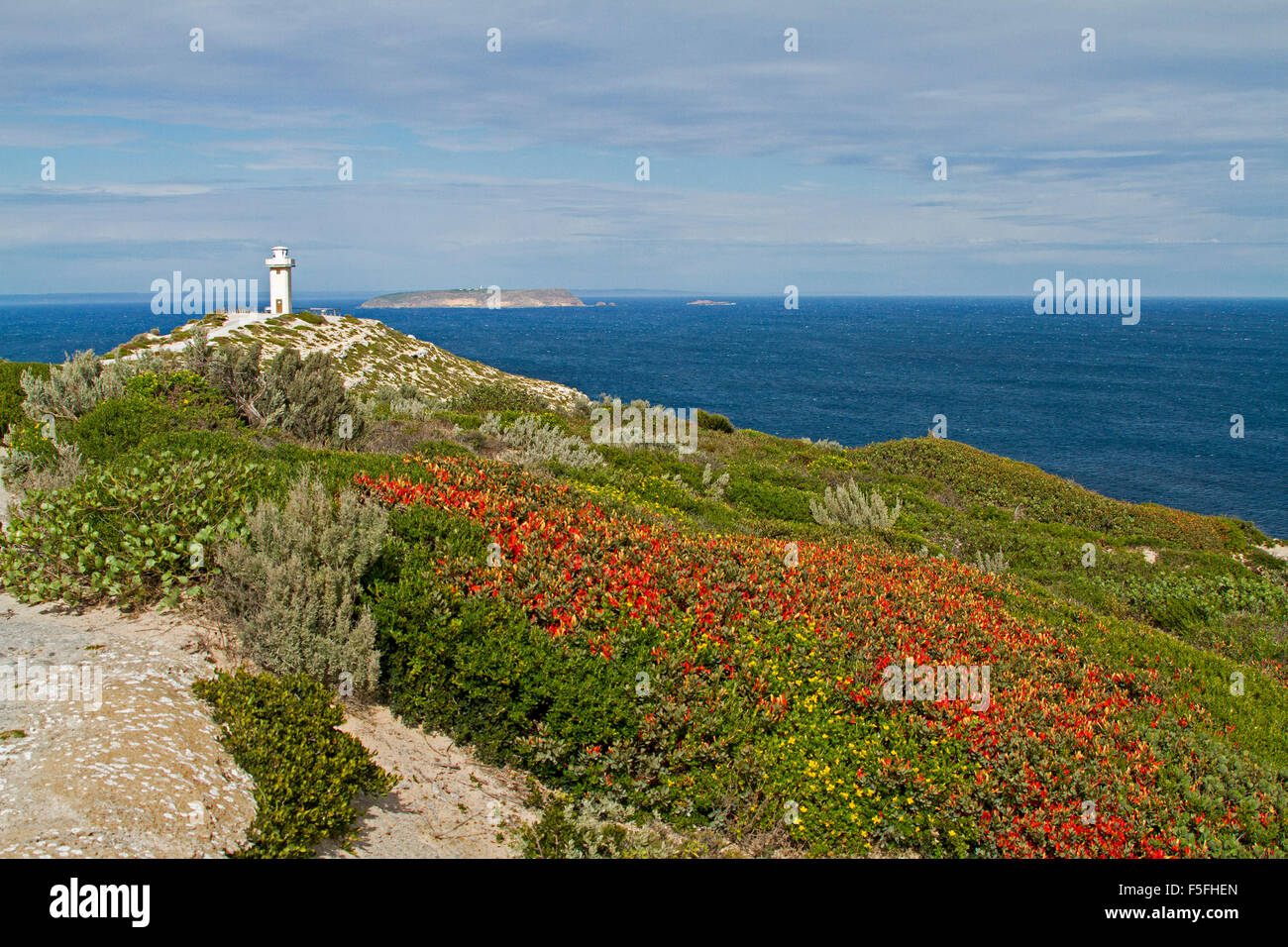 Le phare de Cape Spencer au-delà de la végétation & wildflowers inc. balayées par Templetonia retusa rouge par l'océan bleu à la péninsule de Yorke Banque D'Images