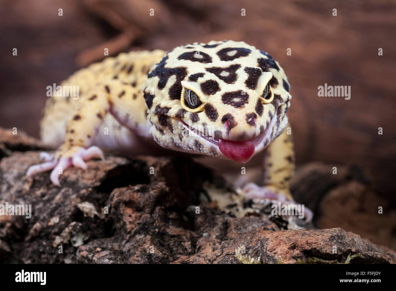 Le gecko léopard, Eublepharis macularius. Banque D'Images