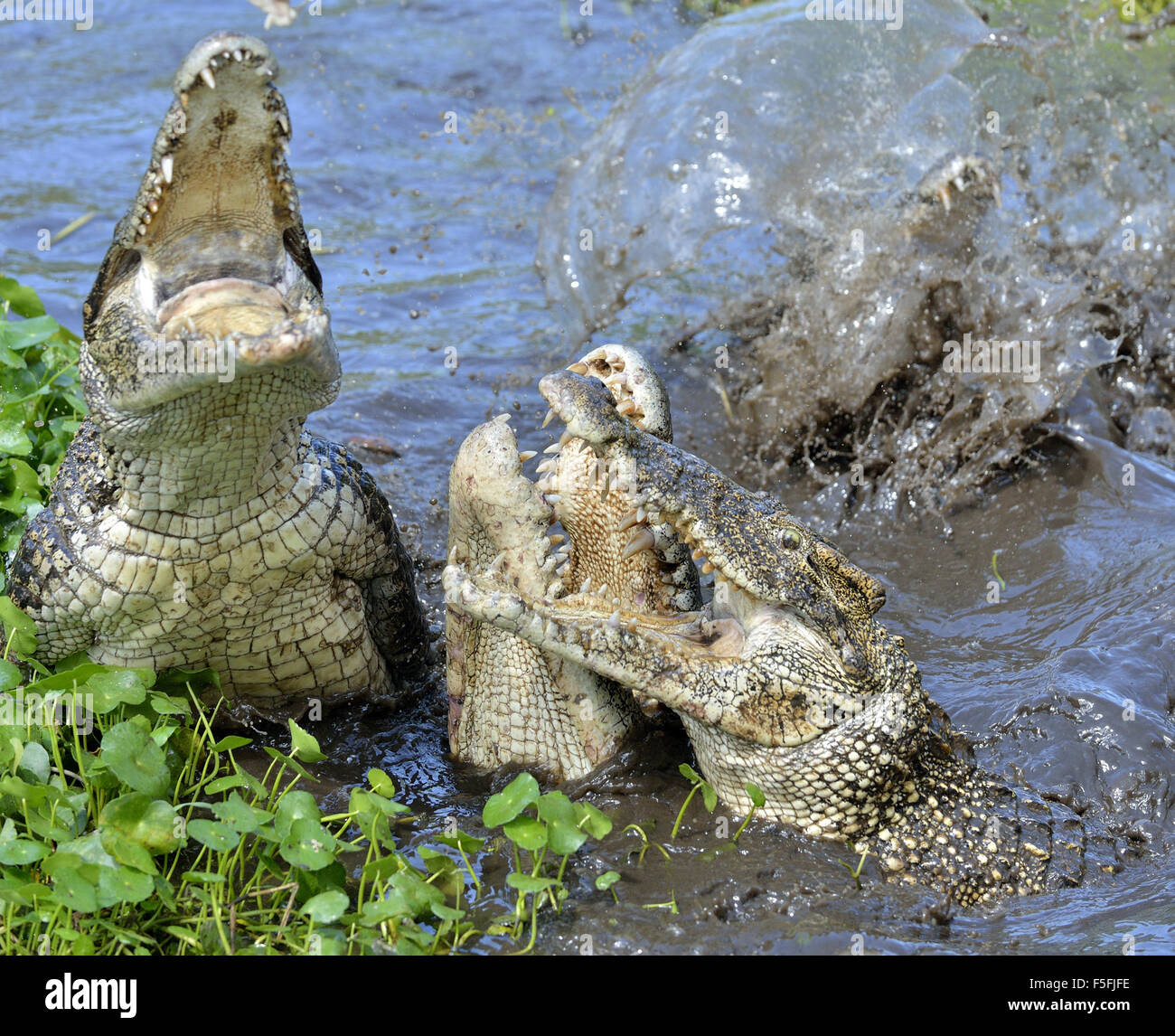 Crocodile attaque. Crocodile de Cuba (crocodylus rhombifer). Le crocodile de Cuba saute hors de l'eau. Cuba. Banque D'Images