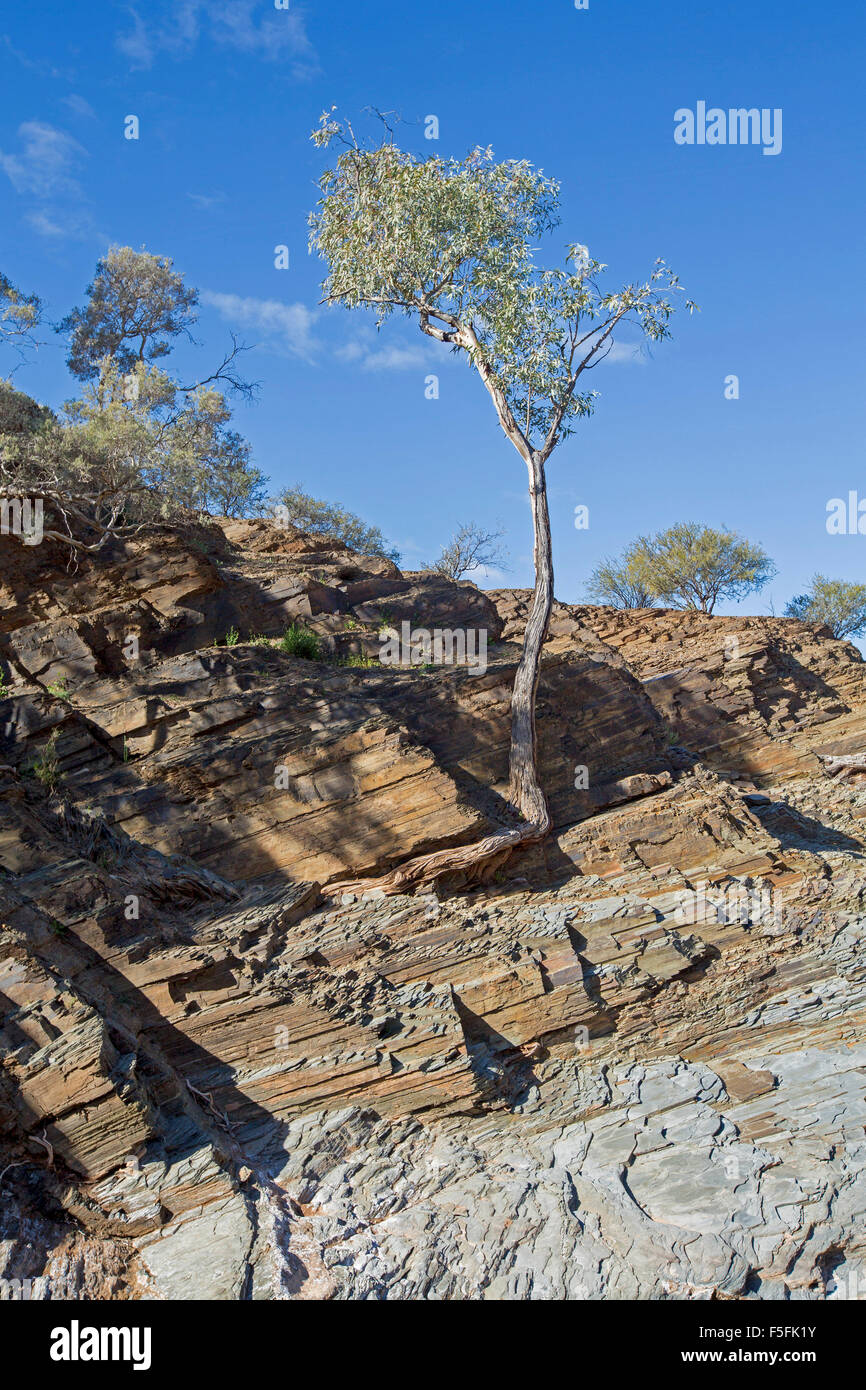 De plus en plus solitaires gum tree rocky hill solide avec le feuillage sur fond de ciel bleu au Mont Chambers Gorge, l'arrière-pays australien Banque D'Images
