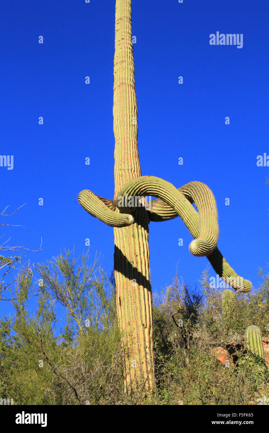 Saguaro cactus du désert au sein de la région de Sabino Canyon à Tucson, Arizona Banque D'Images