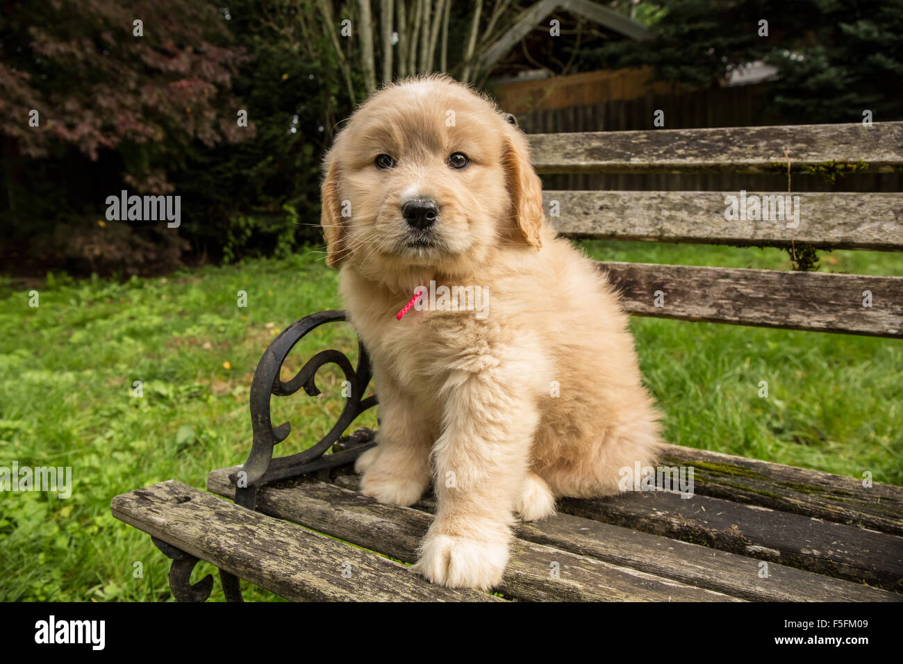 Sept semaines chiot mignon Goldendoodle assis sur un banc en bois rustique à Issaquah, Washington, USA Banque D'Images