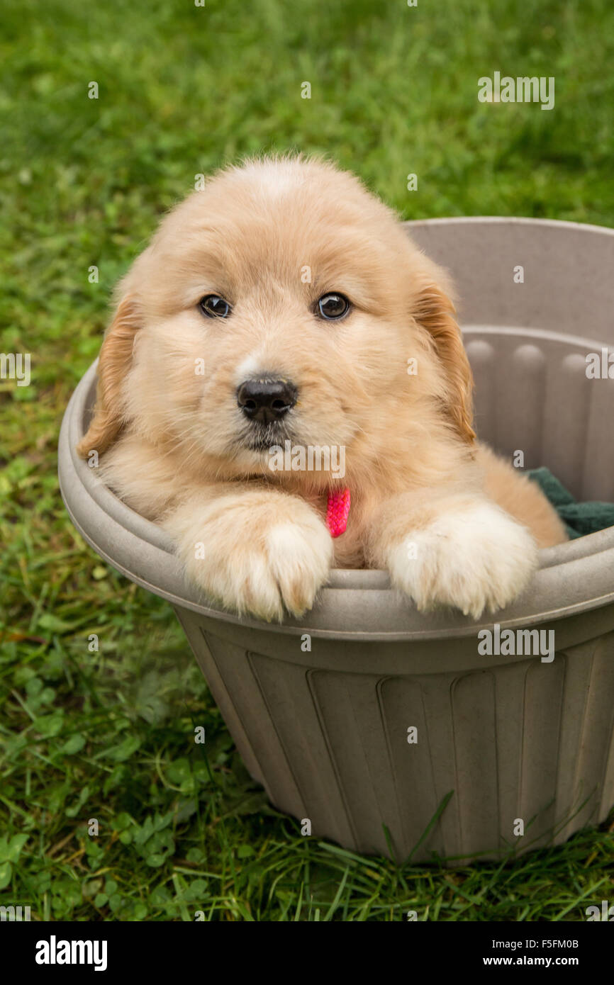Cute puppy sitting Goldendoodle de sept semaines dans un pot de fleurs en plastique vide dans Issaquah, Washington, USA Banque D'Images