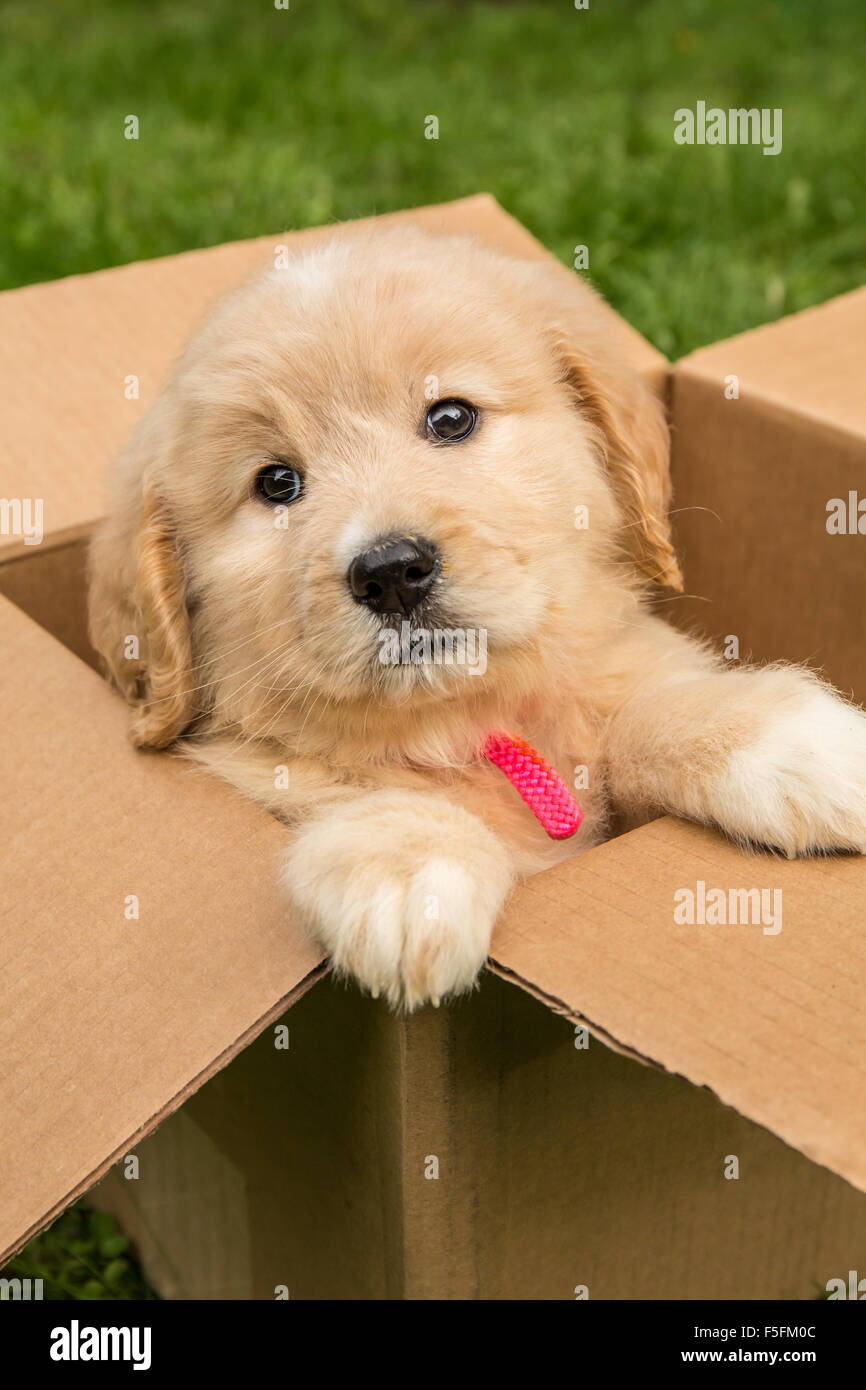 Cute puppy sitting Goldendoodle de sept semaines dans une boîte de carton vide dans Issaquah, Washington, USA Banque D'Images