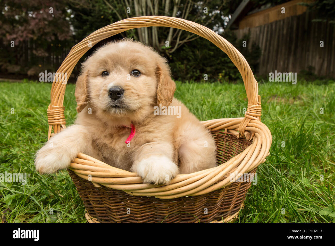 Cute puppy sitting Goldendoodle de sept semaines dans un panier en osier à Issaquah, Washington, USA Banque D'Images
