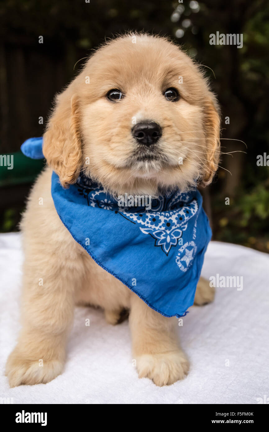 Semaine 7 Mignon chiot Goldendoodle portant un foulard bleu à Issaquah, Washington, USA Banque D'Images