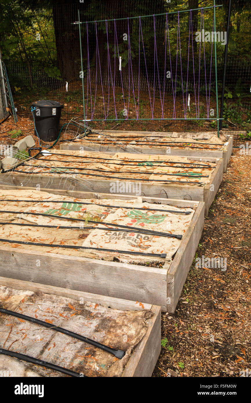 Jardin arboré chambres préparées pour l'hiver en mettant sacs de jute sur le sol pour réduire le lessivage des éléments nutritifs par les pluies d'hiver Banque D'Images