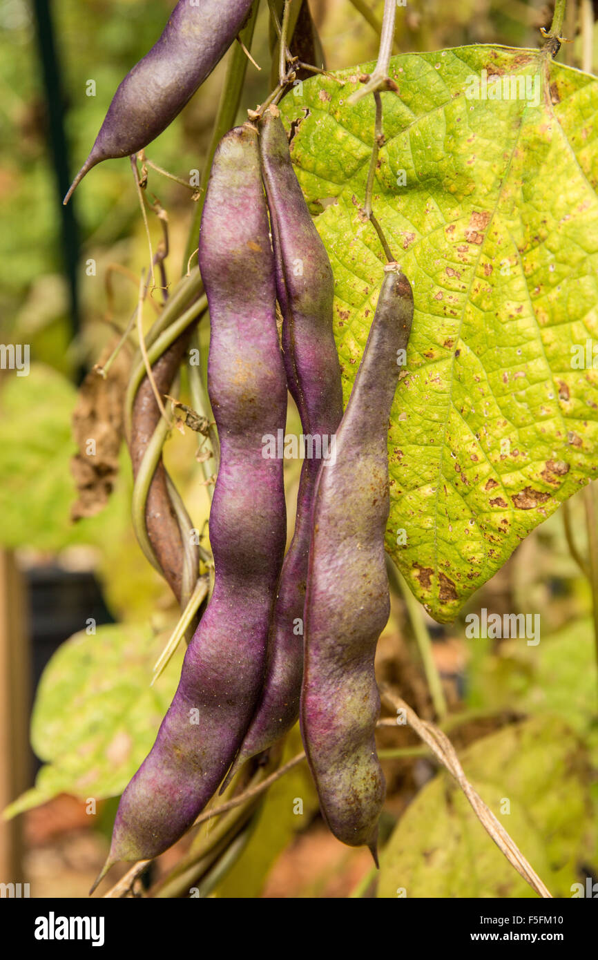 Sans Fil violet gousses de haricots pôle gauche pour avoir les gousses sécher sur la vigne, pour la conservation des semences, dans un jardin d'automne Banque D'Images
