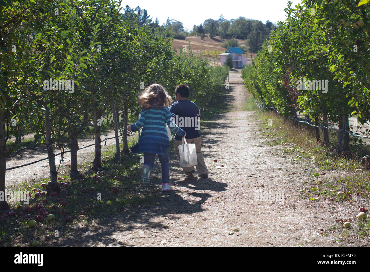 Julian, Californie, USA. 05Th Oct, 2011. Les enfants marcher dans le verger la cueillette de fruits. Julian durant la cueillette des pommes est l'un des meilleurs moments de l'année pour faire ce pèlerinage en montagne. Julian est le foyer de plus d'une douzaine de vergers et, une poignée de vignobles. Raven Hill U-Pick a la ligne après ligne les vergers de pommiers nains. Or, vert, rouge. Au début de la saison d'Apple, seul un petit nombre de lignes étaient vraiment en abondance les fruits mûrs, les cueilleurs de fruits et remplir un sac ($10) à ras bord avec des pommes fraîchement cueillies. Les enfants adorent les arbres plus petits. © Ruaridh Stewart/ZUMAPRESS.com/Alamy Live News Banque D'Images