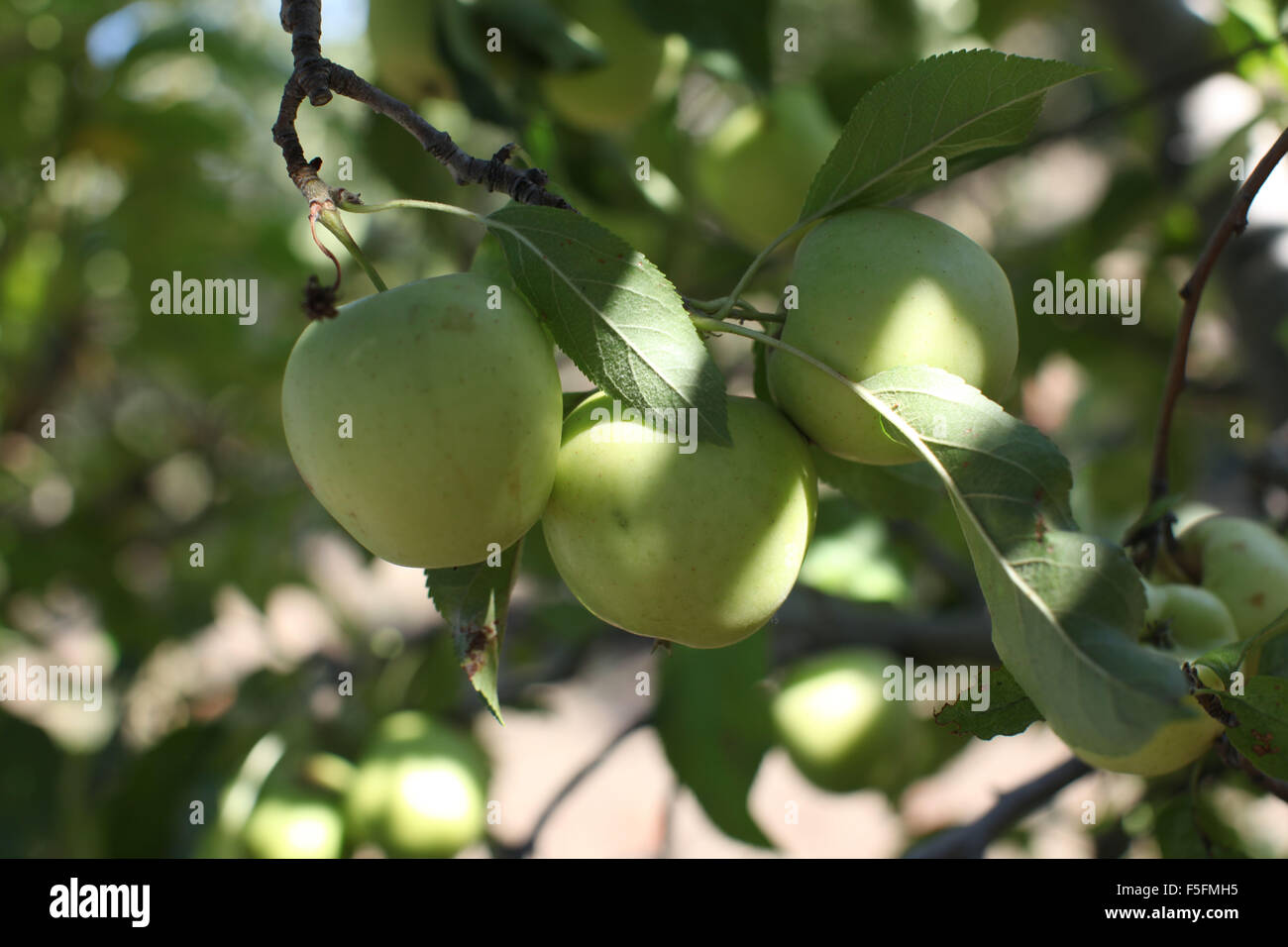 Julian, Californie, USA. 05Th Oct, 2011. Des pommes mûres se suspendre à un arbre. Julian durant la cueillette des pommes est l'un des meilleurs moments de l'année pour faire ce pèlerinage en montagne. Julian est le foyer de plus d'une douzaine de vergers et, une poignée de vignobles. Raven Hill U-Pick a la ligne après ligne les vergers de pommiers nains. Or, vert, rouge. Au début de la saison d'Apple, seul un petit nombre de lignes étaient vraiment en abondance les fruits mûrs, les cueilleurs de fruits et remplir un sac ($10) à ras bord avec des pommes fraîchement cueillies. Les enfants adorent les arbres plus petits. © Ruaridh Stewart/ZUMAPRESS.com/Alamy Live News Banque D'Images