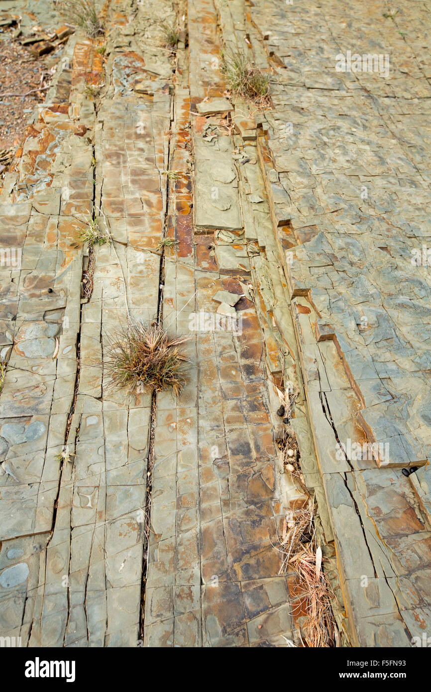 Petite plante poussant dans le crack en dalle de schiste au Mont Chambers gorge, dans les zones arides de Flinders, dans le nord de la région de l'outback de l'Australie du Sud Banque D'Images