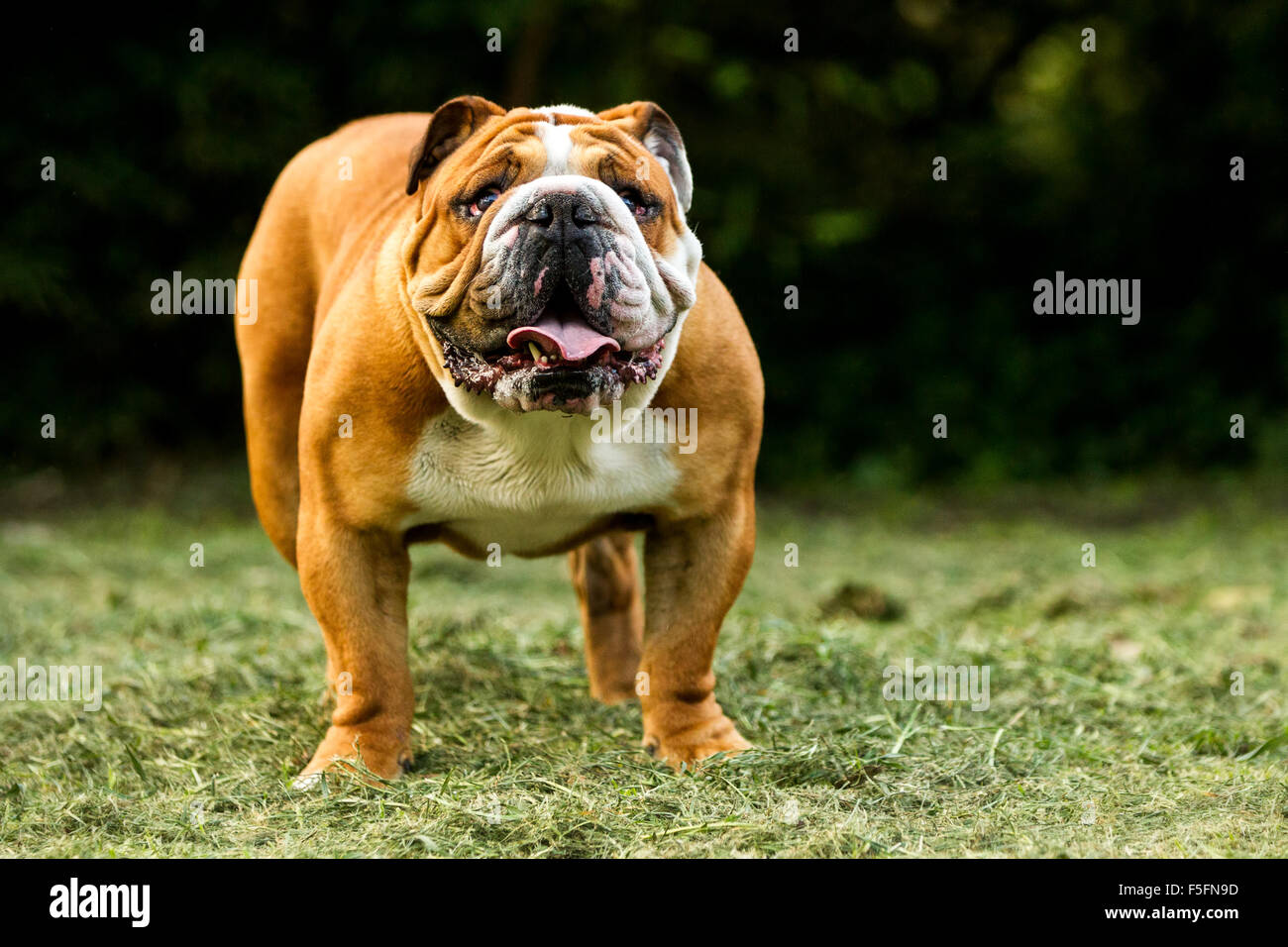 Bulldog anglais de grande taille Homme debout contre la végétation sombre  Low Angle Shot Photo Stock - Alamy