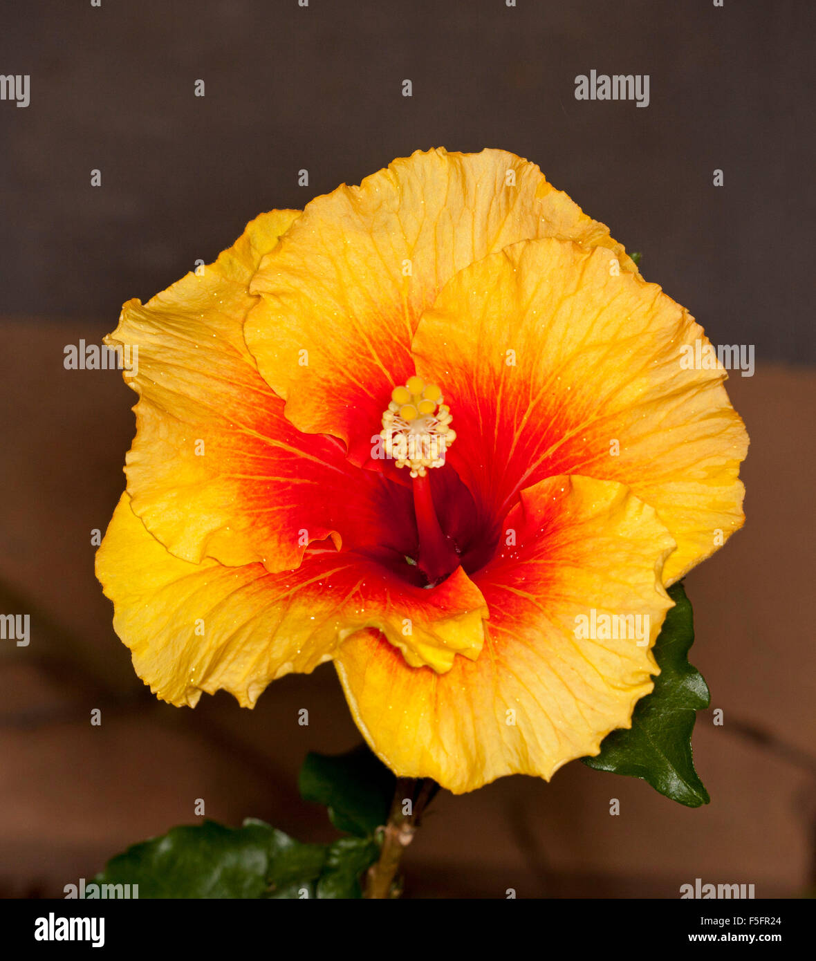 Fleur jaune doré profond vives avec la gorge rouge Hibiscus de série Flamenco 'Apollo' contre fond marron foncé Banque D'Images Fleur jaune doré profond vives avec la gorge rouge Hibiscus de série Flamenco 'Apollo' contre fond marron foncé Banque D'Images