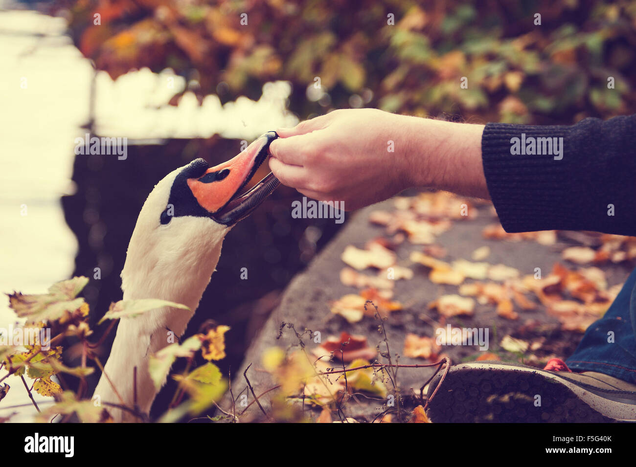 L'homme se nourrissent de pain swan Banque D'Images