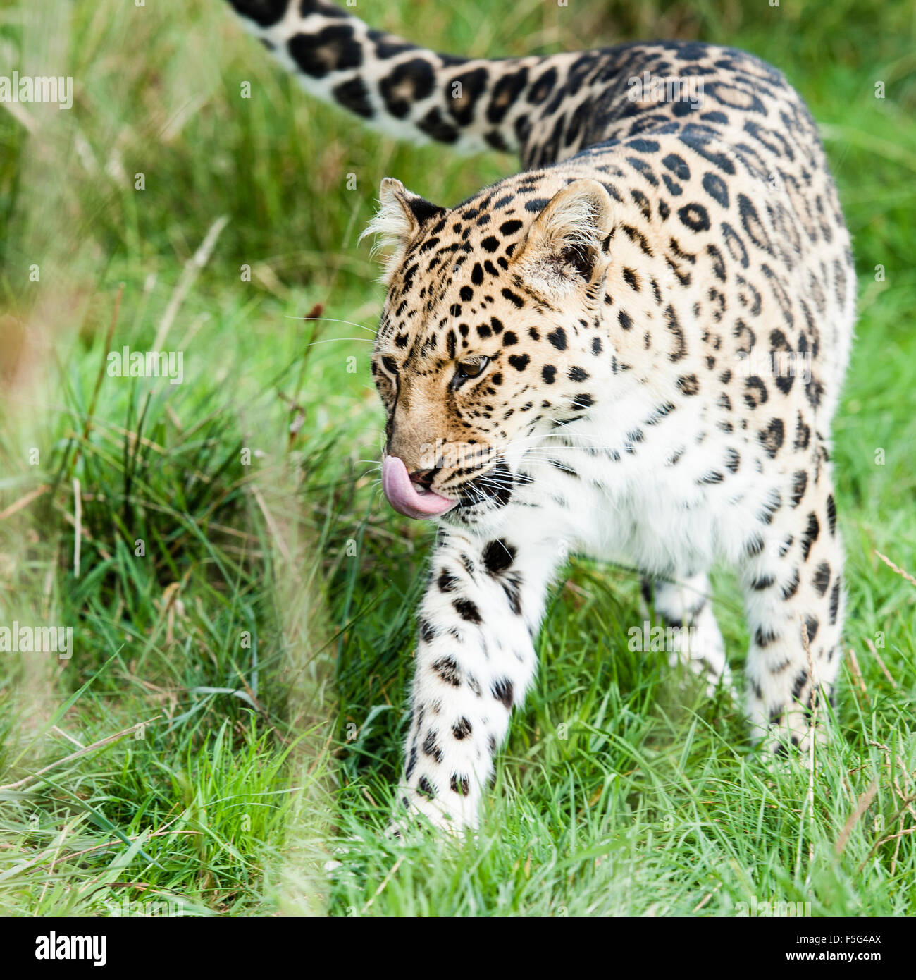 Une panthère, également connu sous le nom de l'extrême-orient leopard. Banque D'Images