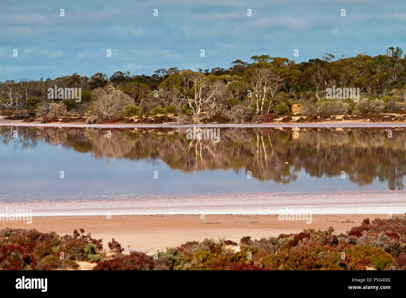 Lac avec arbres se reflétant dans l'eau de surface miroir avec une coloration rose vif sous ciel bleu au coucher du soleil de l'outback du Parc National Murray Aust. Banque D'Images