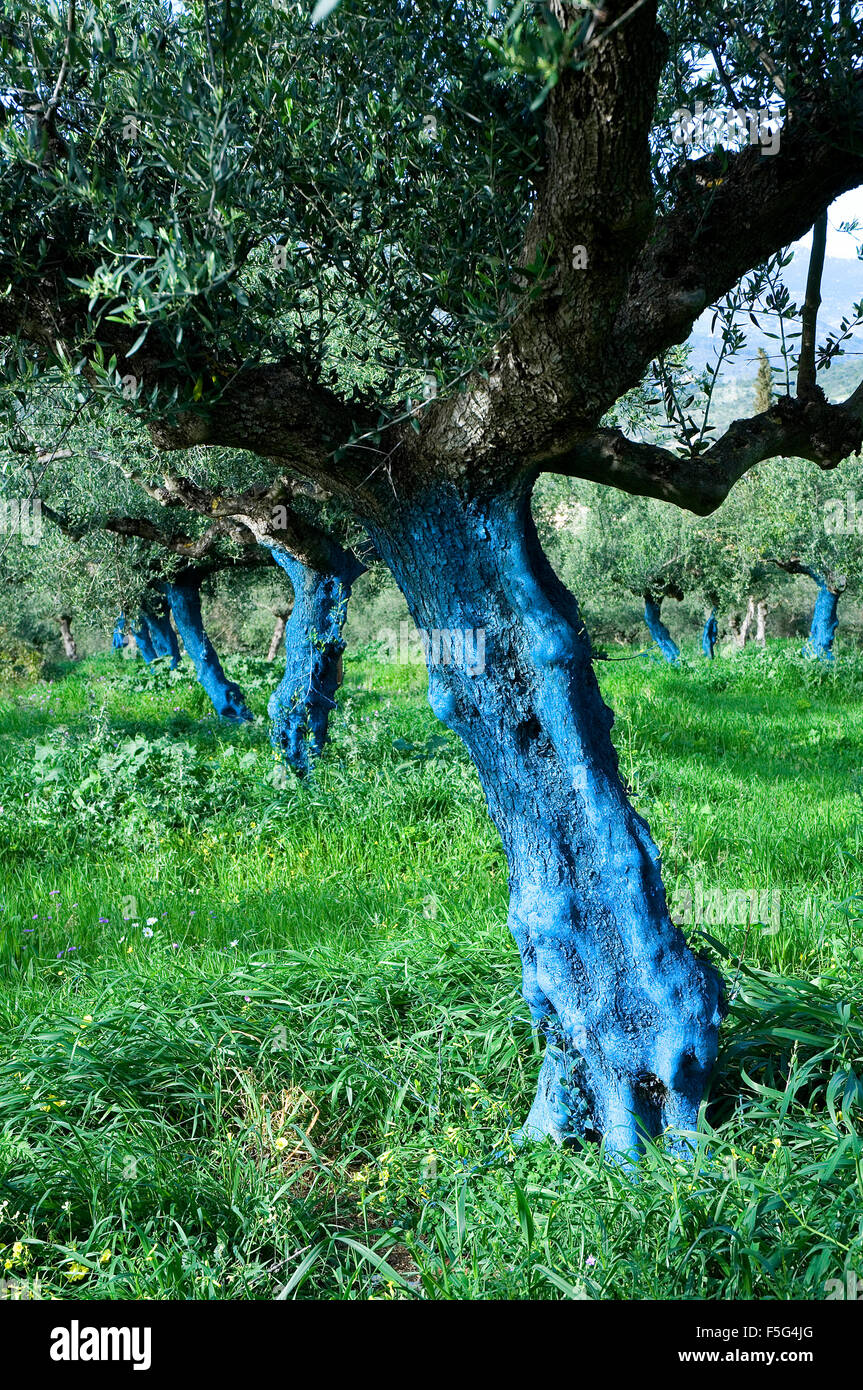 Peinture de protection sur les troncs d'arbre d'olive Banque D'Images