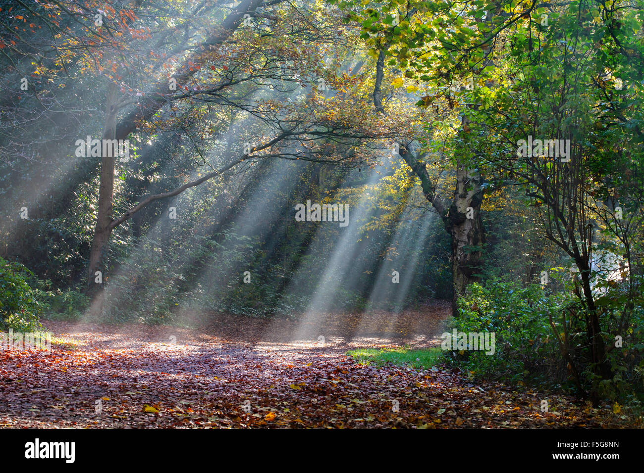 Lumière du matin dans la région de autumn park Banque D'Images