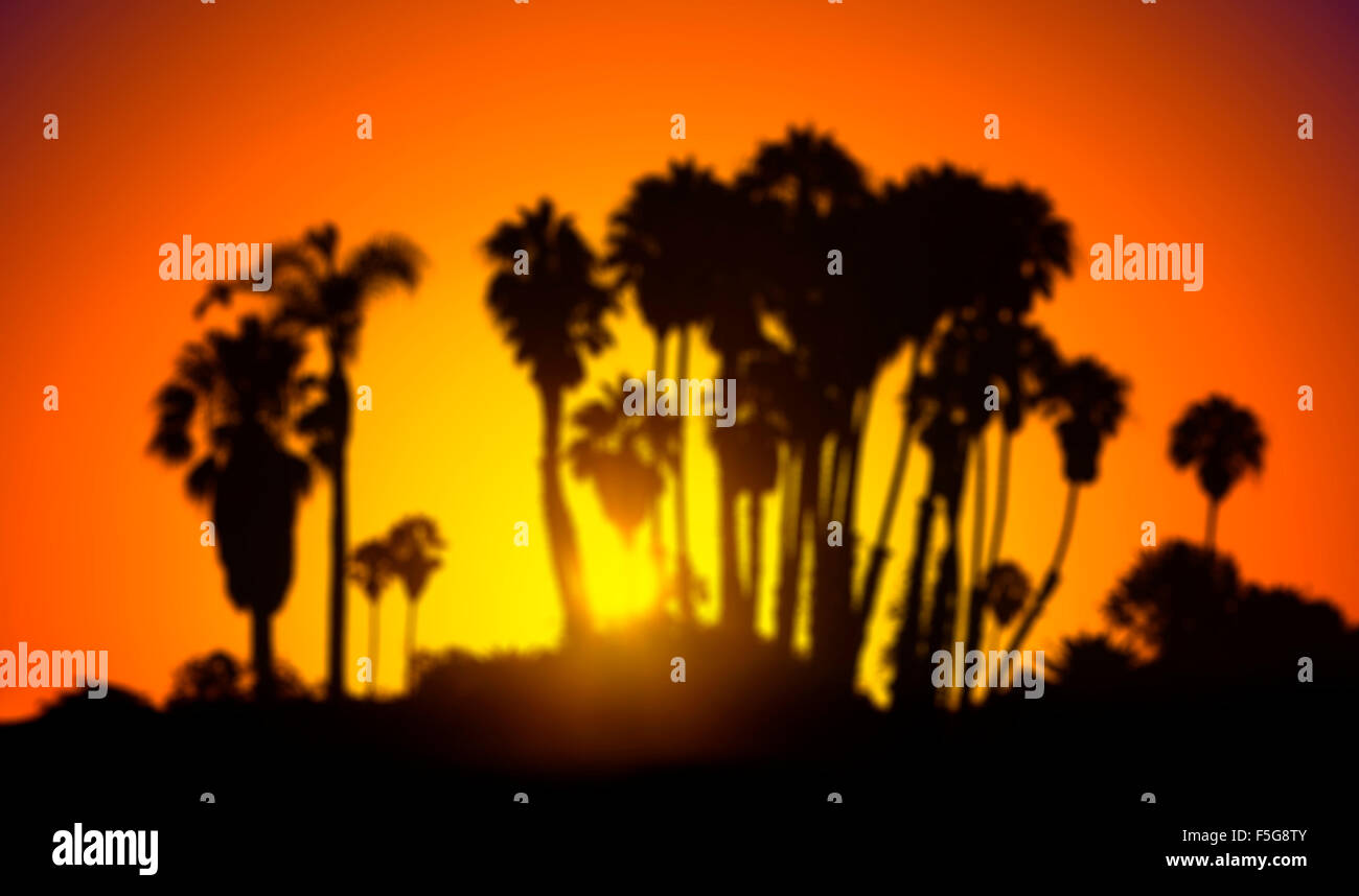 Photo floue de silhouettes de palmiers au coucher du soleil, l'été l'arrière-plan. Banque D'Images