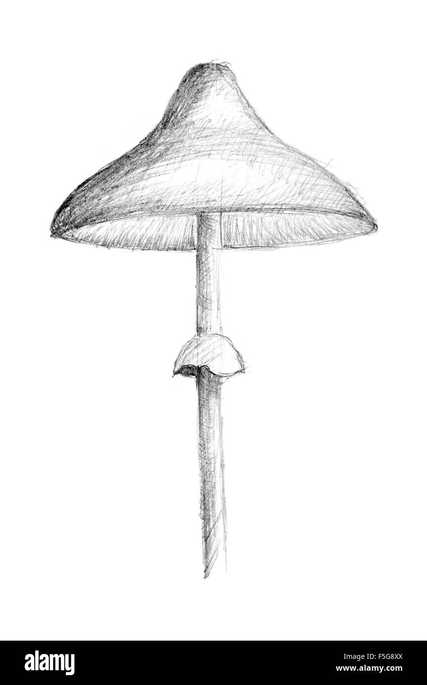 Dessin au crayon par le champignon sur le livre blanc. Dessin original au crayon ou fusain, dessiné à la main et la peinture. Banque D'Images