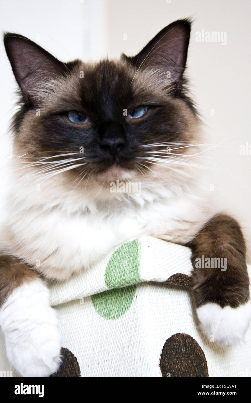 Seal mitted ragdoll cat Banque de photographies et d’images à haute ...