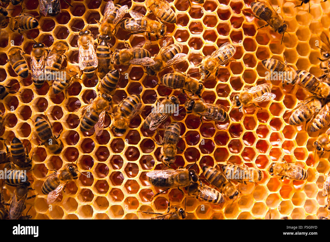 Vue rapprochée du groupe de travail sur le nid d'abeilles avec du miel doux. Le miel est l'apiculture produits sains. Le miel d'abeilles recueillies dans Banque D'Images