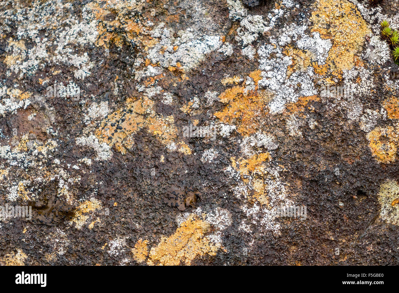 Lichen (parietina) poussant sur un rocher Akureyri Islande Banque D'Images