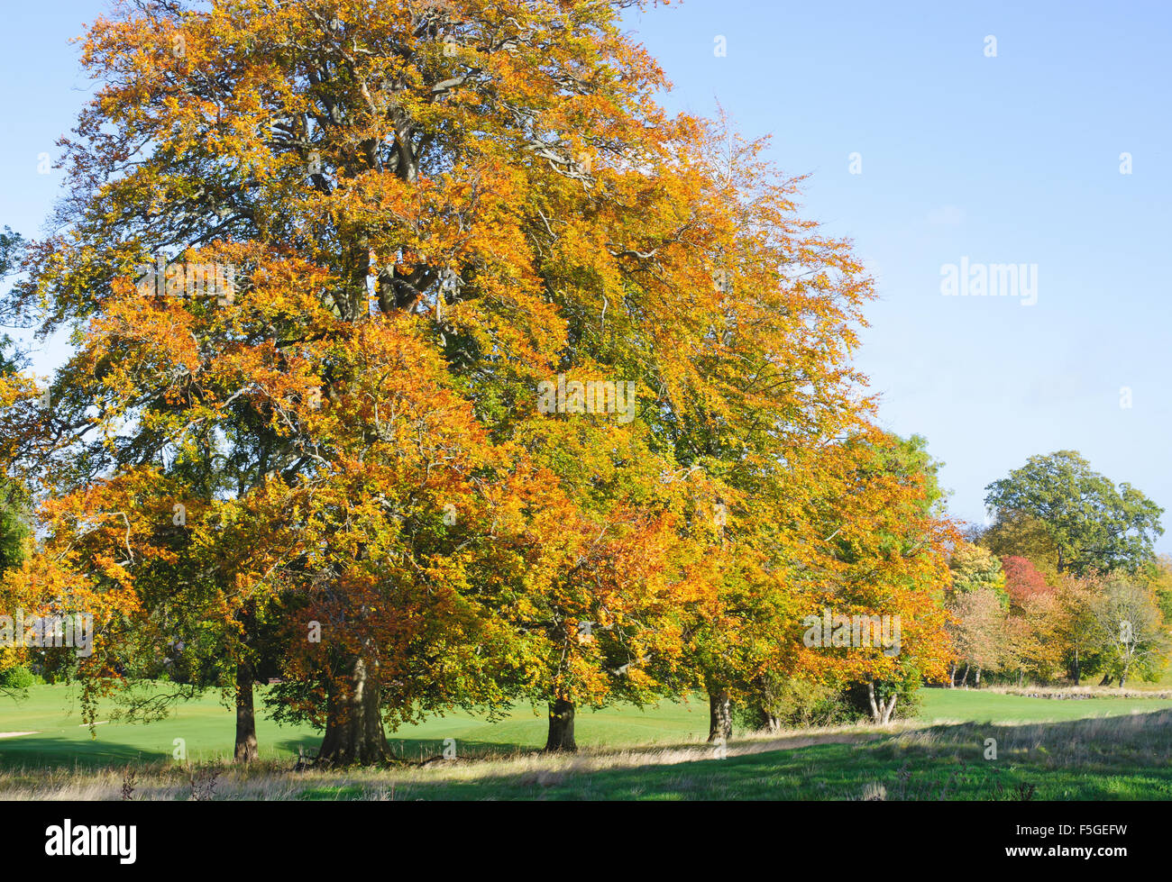 Beaux arbres d'automne et ciel bleu Banque D'Images