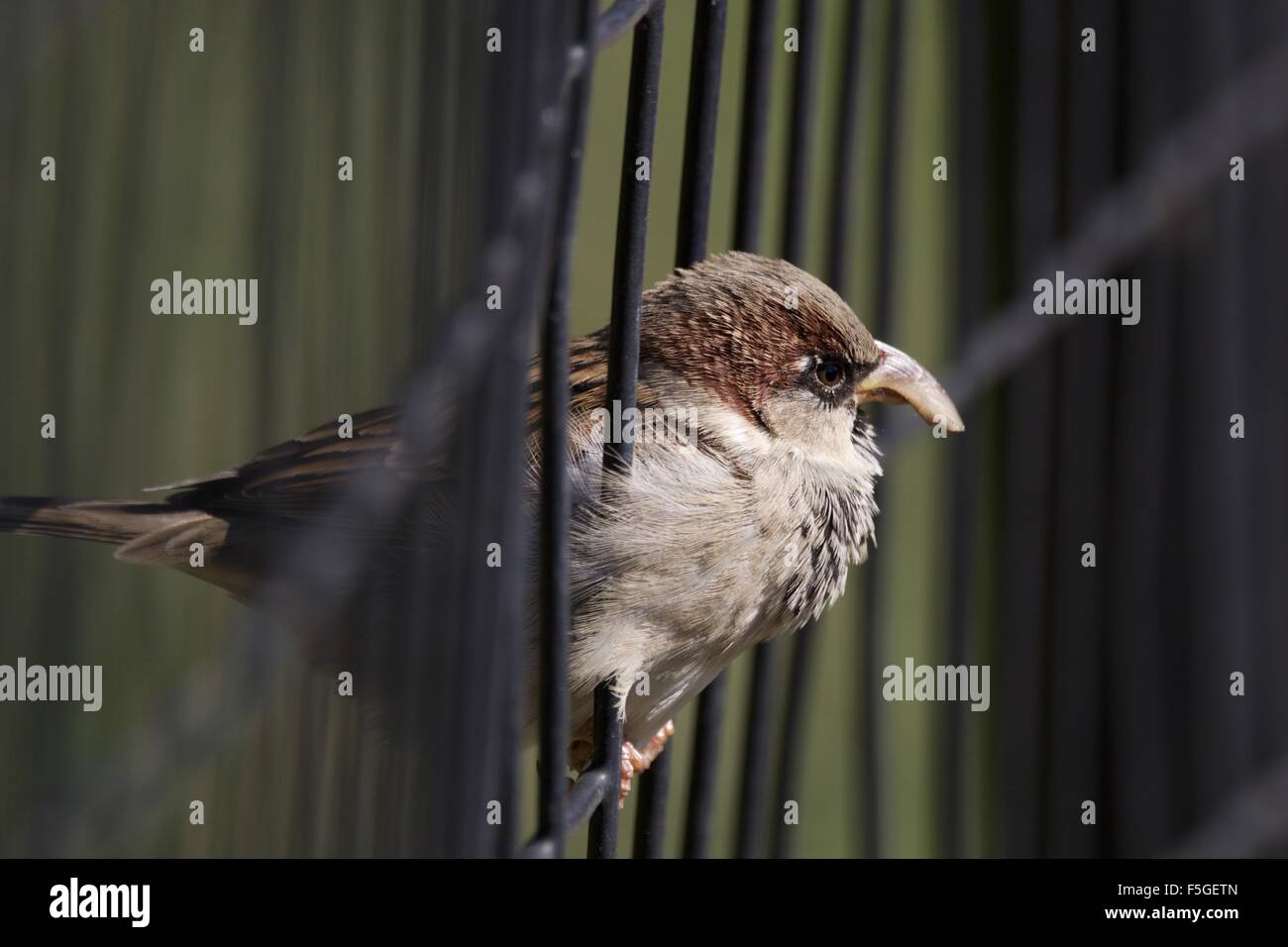 Sparrow avec très grands bec crochu debout sur une clôture Banque D'Images