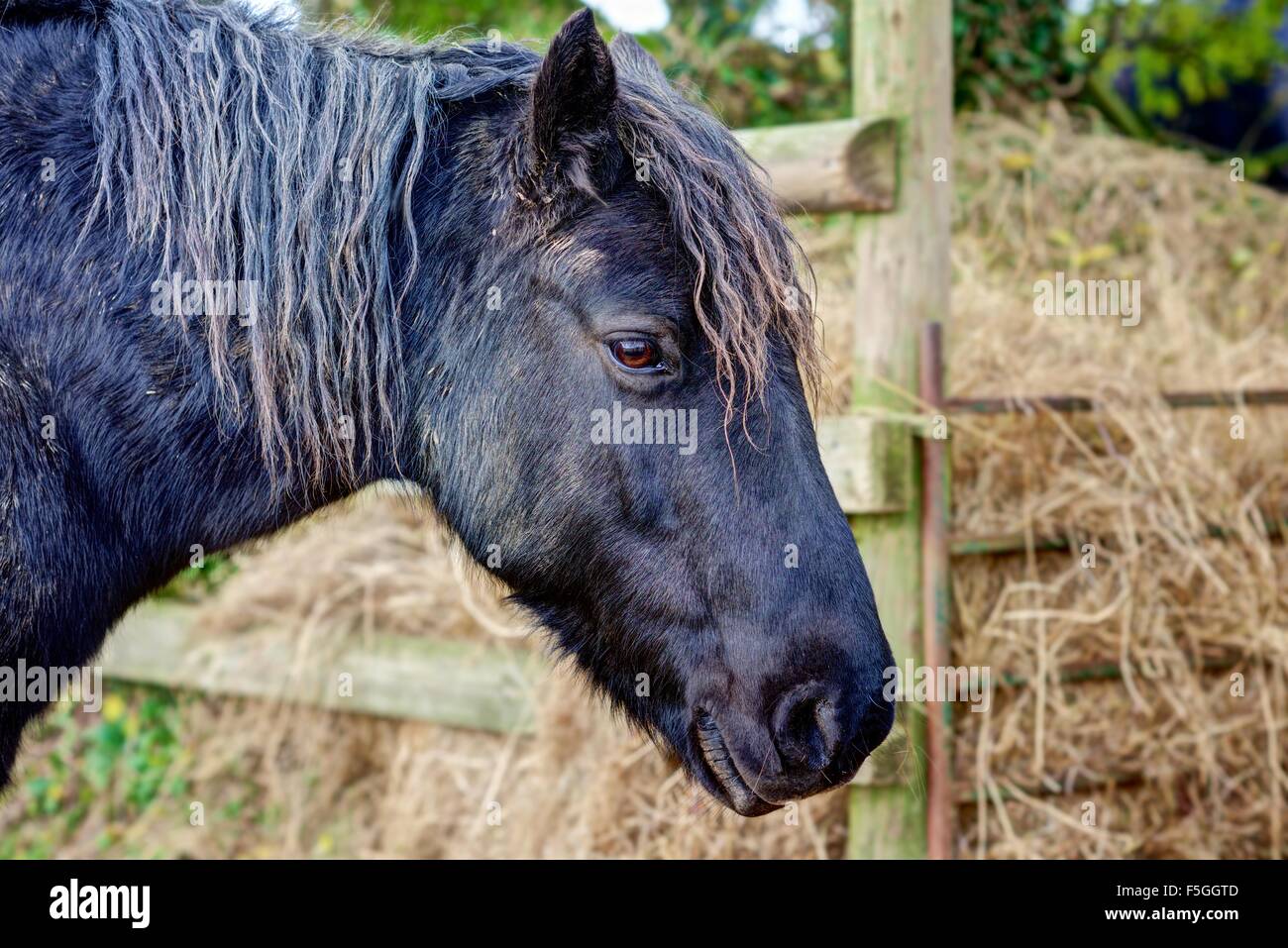 Un portrait horizontal, la tête et les épaules, d'un poney noir brusquement rendu contre l'arrière-plan flou de ses animaux, du foin. Banque D'Images