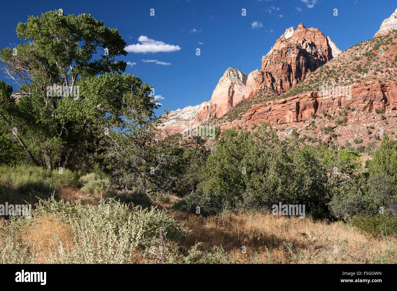 Virgin River North Fork Valley et de falaises de grès, Zion National Park, Utah, USA Banque D'Images