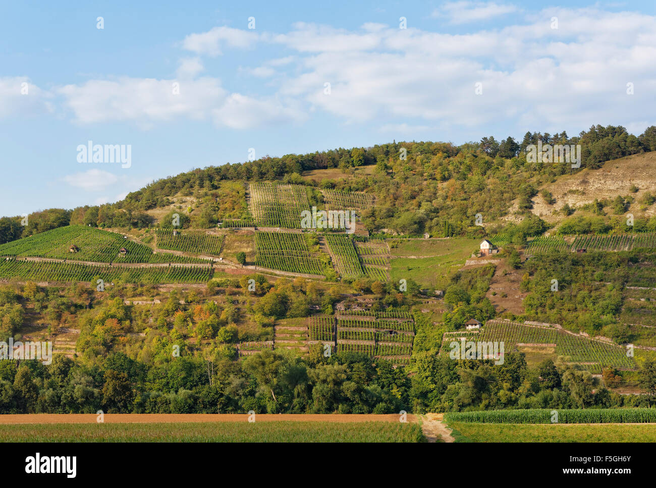 Et Grainberg Kalbenstein avec vignobles, Karlstadt, en Basse-franconie, Franconia, Bavaria, Germany Banque D'Images