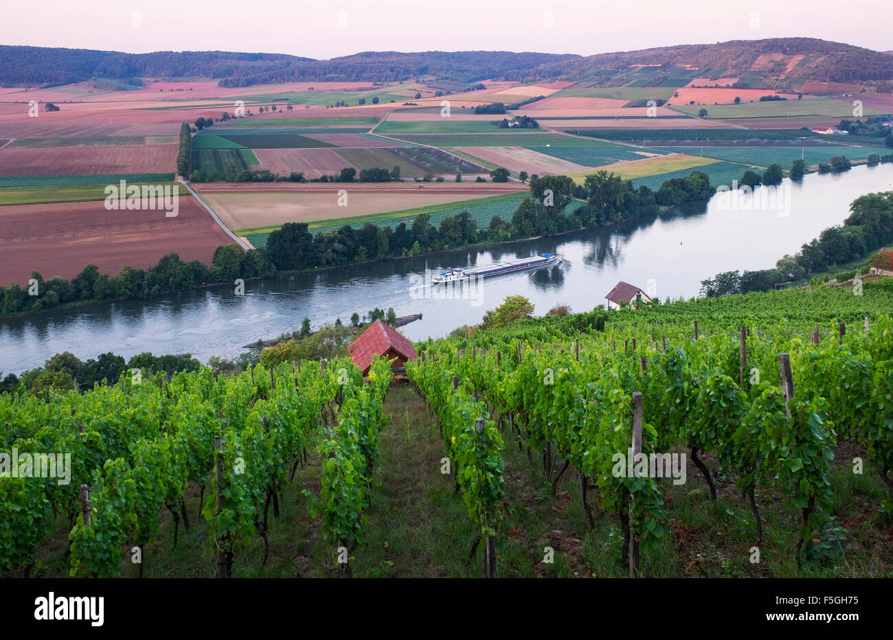 L'atmosphère du matin par le Main, un Kalbenstein vignoble, près de Gambach, Karlstadt, en Basse-franconie, Franconia, Bavaria Banque D'Images