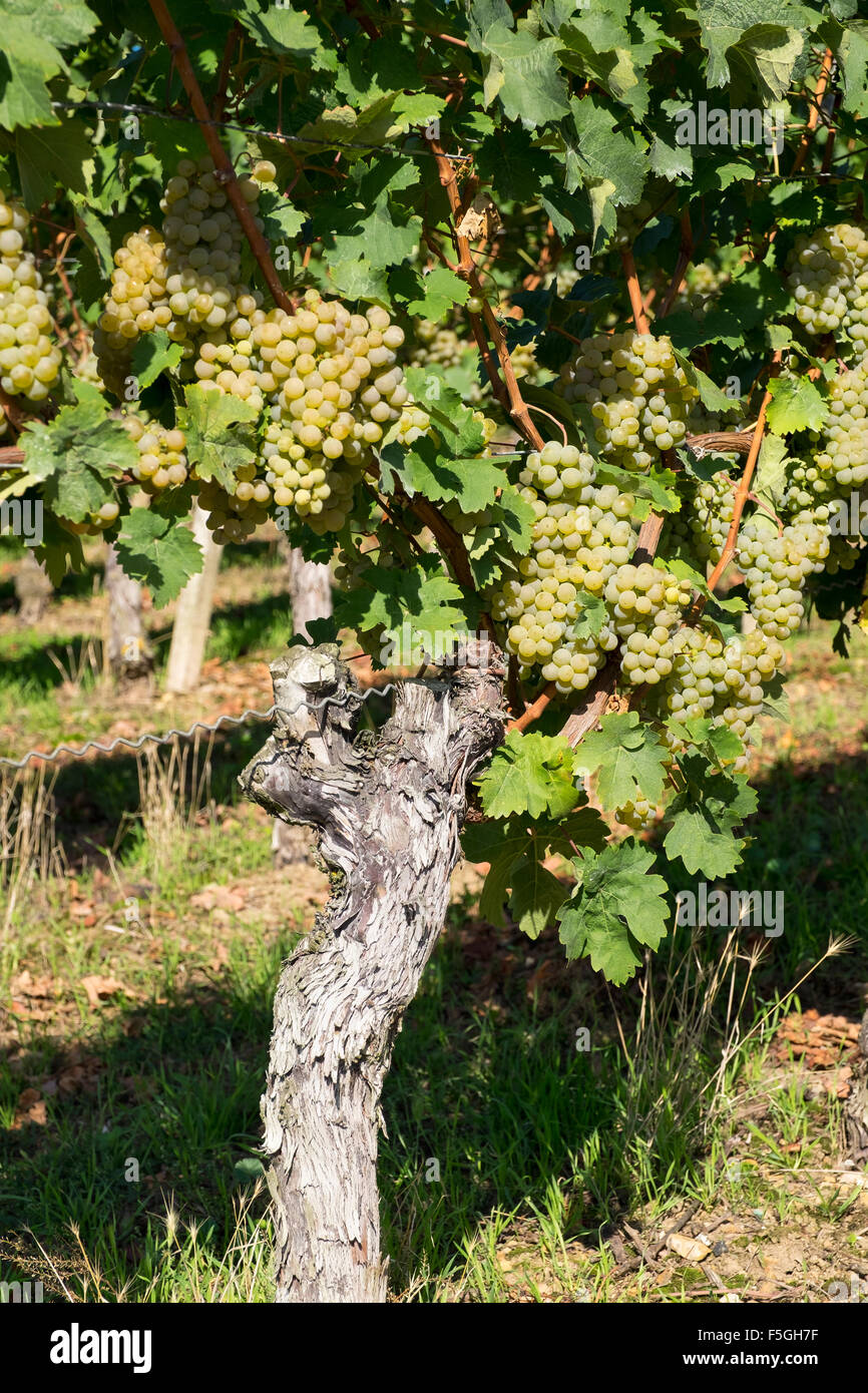 Les raisins pour le vin blanc sur la vigne, Volkach, Franconia, en Basse-franconie, Franconia, Bavaria, Germany Banque D'Images