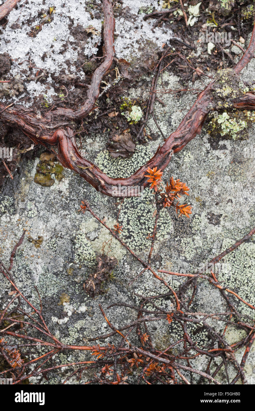 Camarine noire sur un rocher Banque D'Images