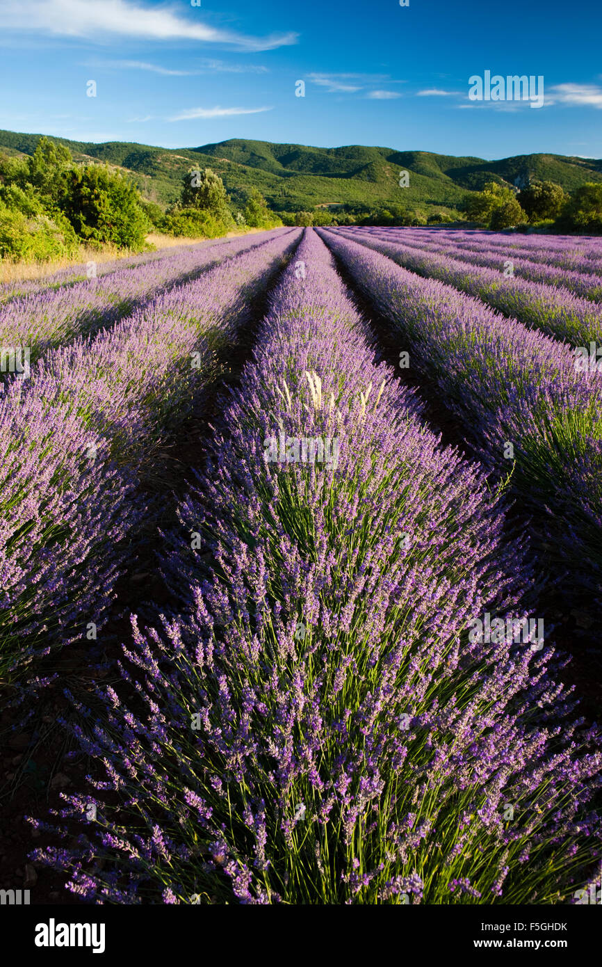 Champ de lavande (Lavandula angustifolia) sur le Plateau des Claparédes, Vaucluse, Provence, France Banque D'Images