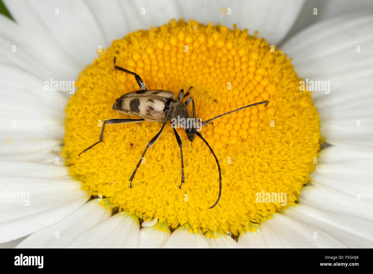 Le longicorne asiatique, Gefleckter Blütenbock Blütenbesuch Pachytodes cerambyciformis,,, Judolia cerambyciformis Banque D'Images